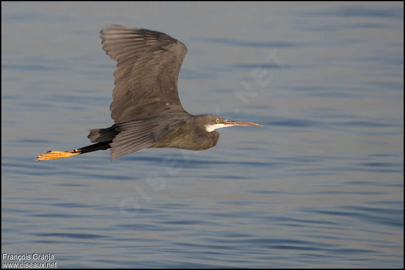 Western Reef Heronadult, Flight