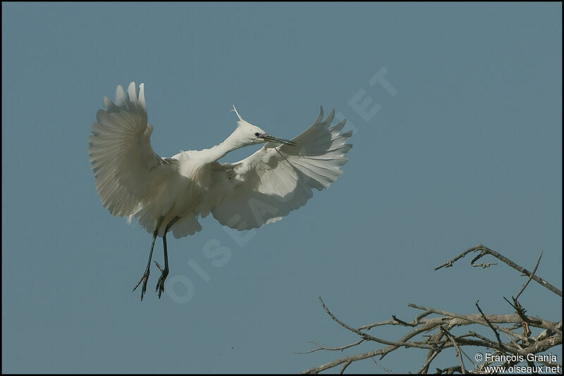 Aigrette garzetteadulte