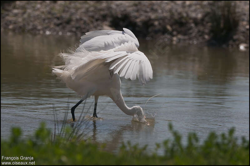 Aigrette garzetteadulte, pêche/chasse