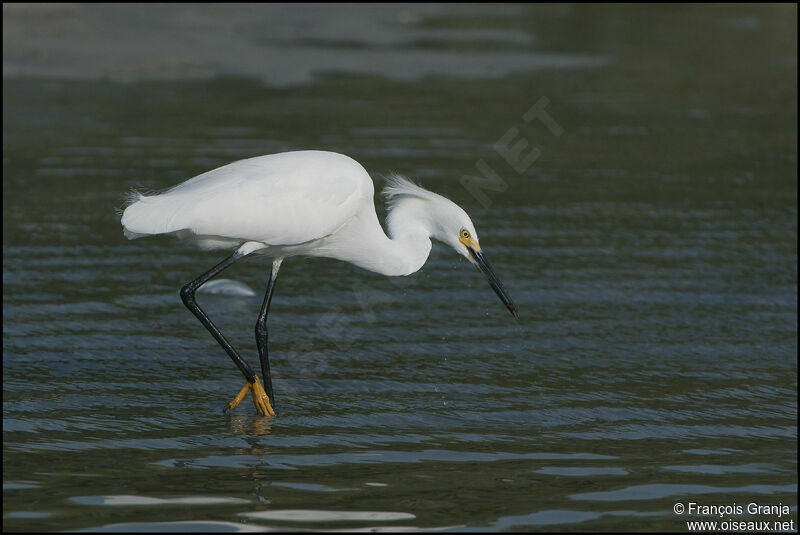 Snowy Egretadult