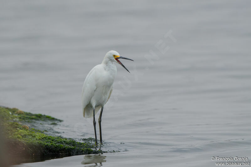 Snowy Egret