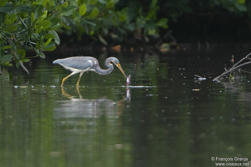 Tricolored Heronadult