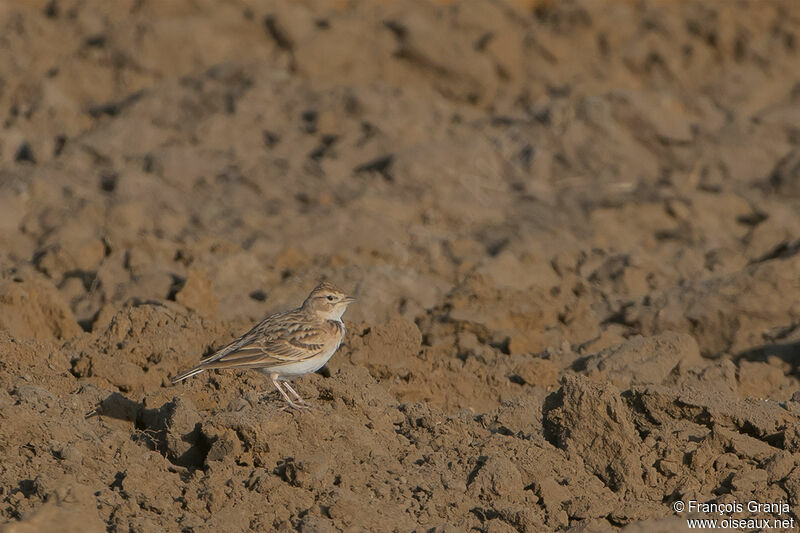 Greater Short-toed Lark