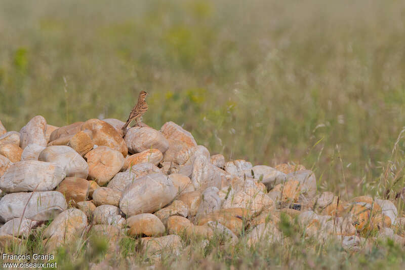 Greater Short-toed Larkadult, habitat