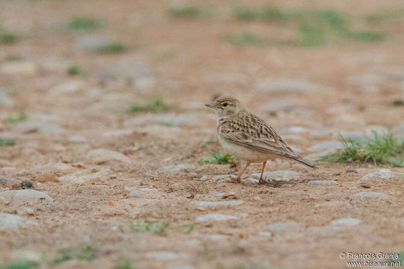 Greater Short-toed Lark