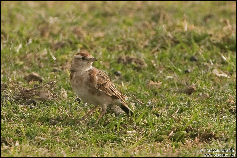 Red-capped Lark