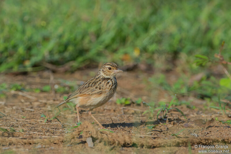 Jerdon's Bush Lark