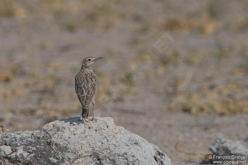 Spike-heeled Lark