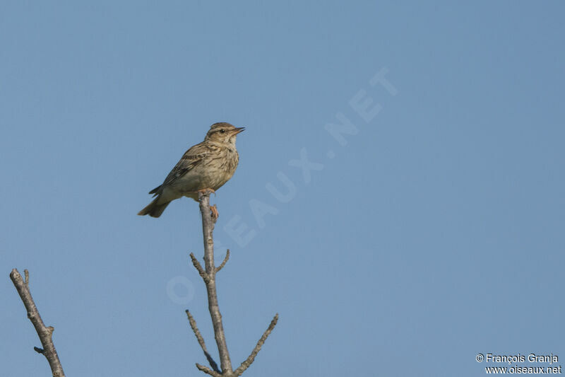 Woodlark