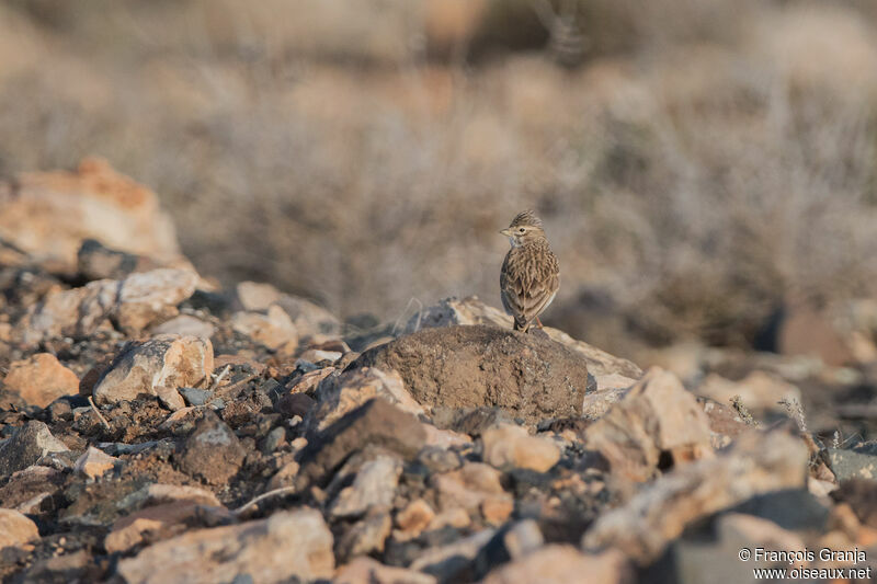 Mediterranean Short-toed Lark