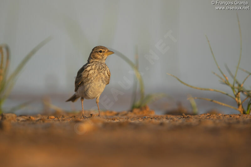 Mediterranean Short-toed Lark