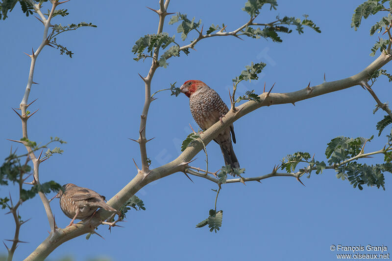 Amadine à tête rouge