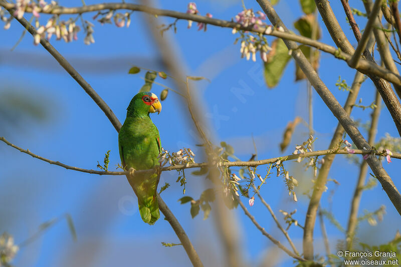 Amazone à front blanc