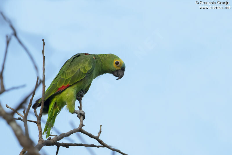 Turquoise-fronted Amazon