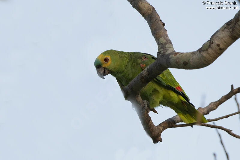 Turquoise-fronted Amazon