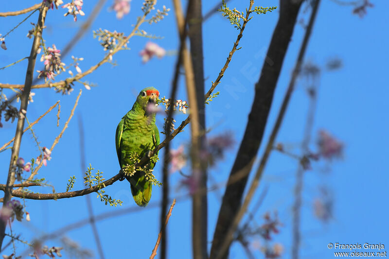 Amazone à lores rouges