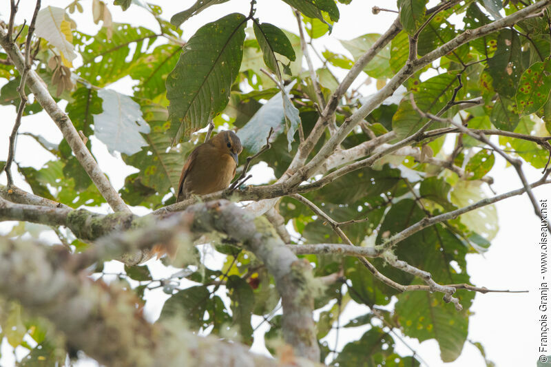 Anabate à ailes rousses