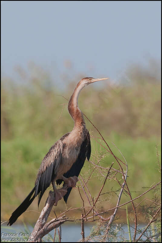 Anhinga d'Afriqueimmature, identification