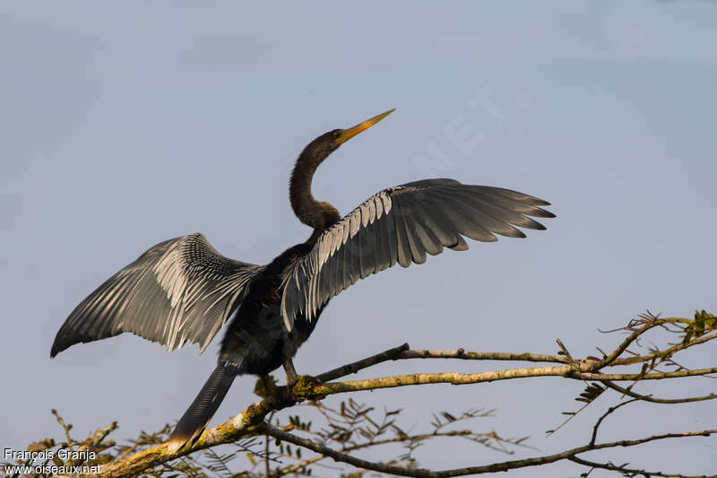 Anhinga male adult, pigmentation, Behaviour