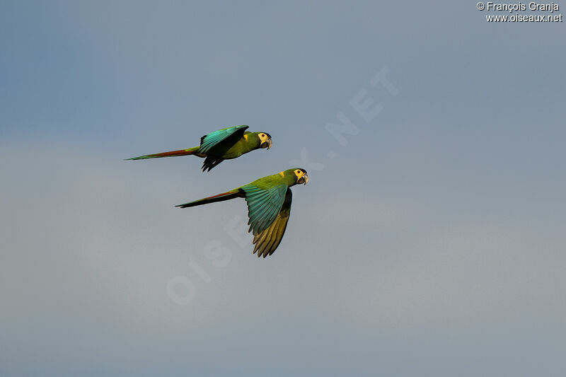 Golden-collared Macaw