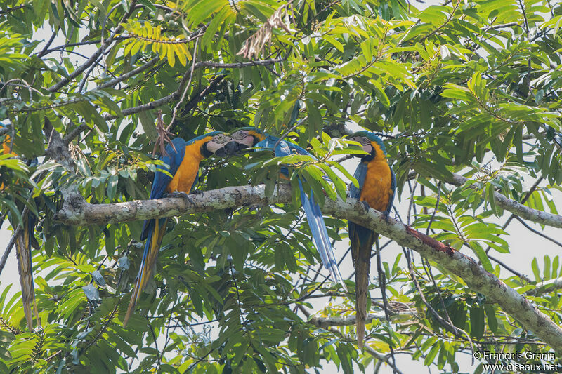 Blue-and-yellow Macaw