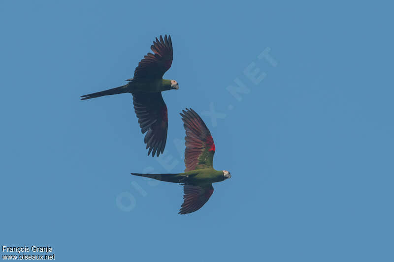 Chestnut-fronted Macawadult, Flight