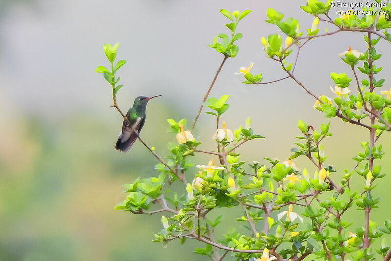 Glittering-throated Emerald