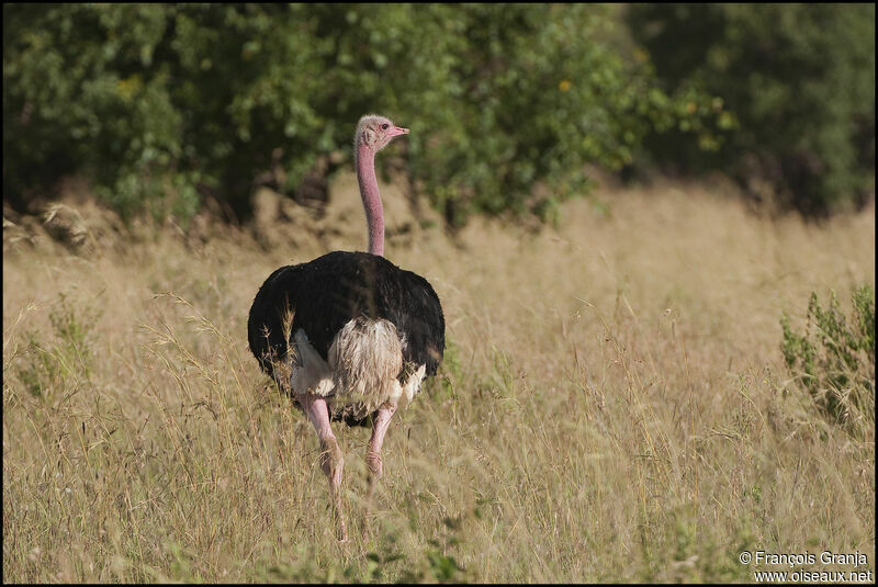 Common Ostrich male adult