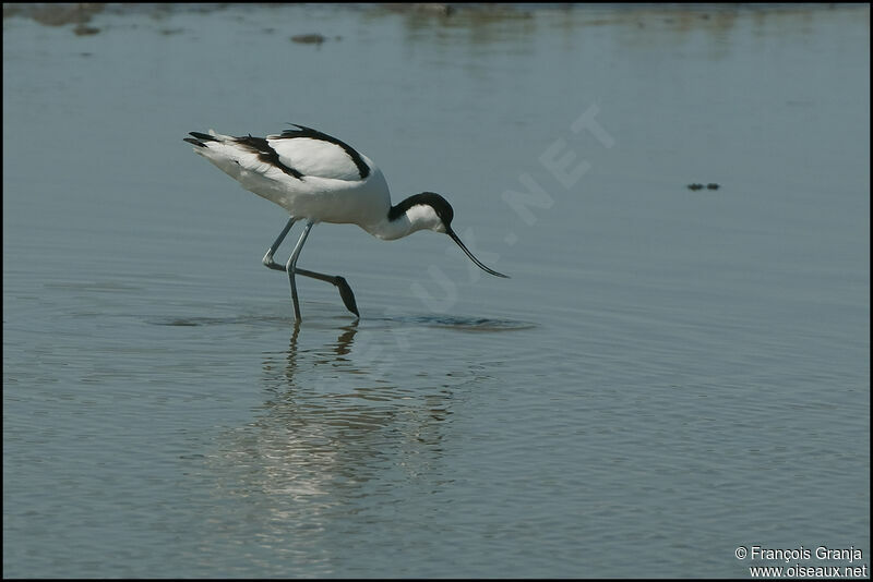 Pied Avocetadult