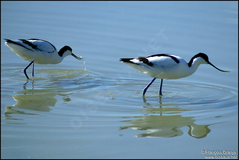 Avocette élégante adulte