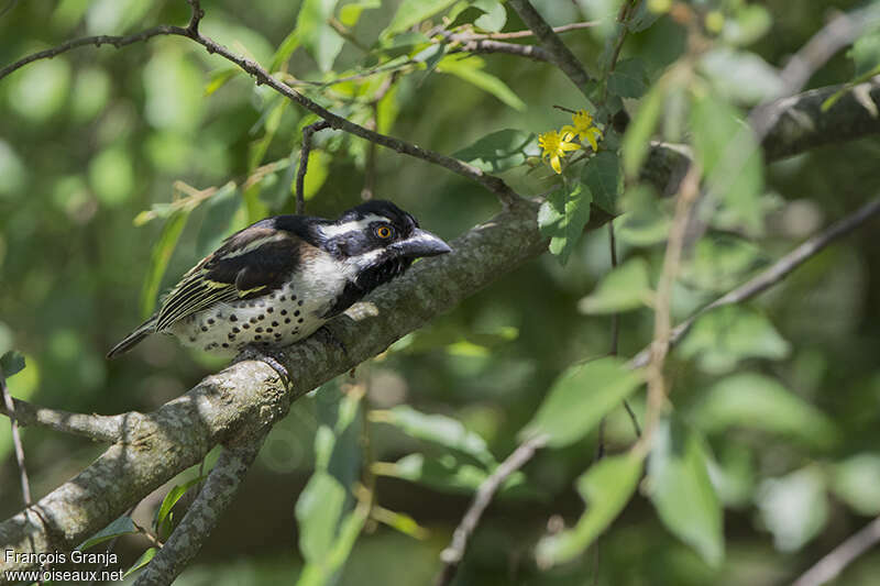 Spot-flanked Barbet male adult, habitat, pigmentation, Behaviour