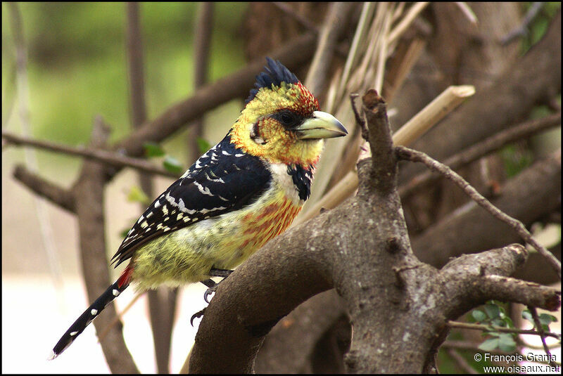 Crested Barbet