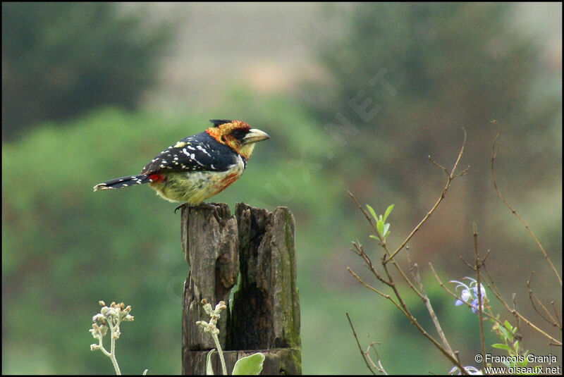 Crested Barbet