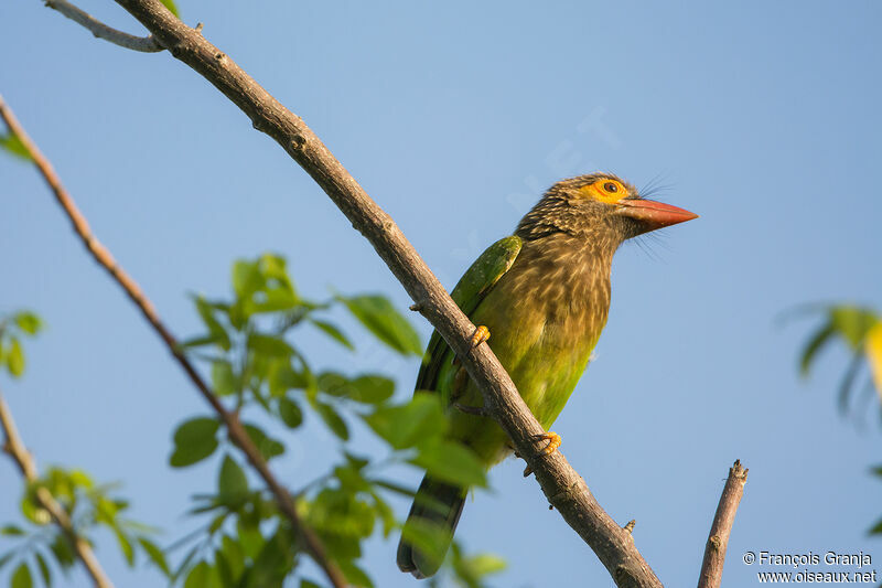 Brown-headed Barbet