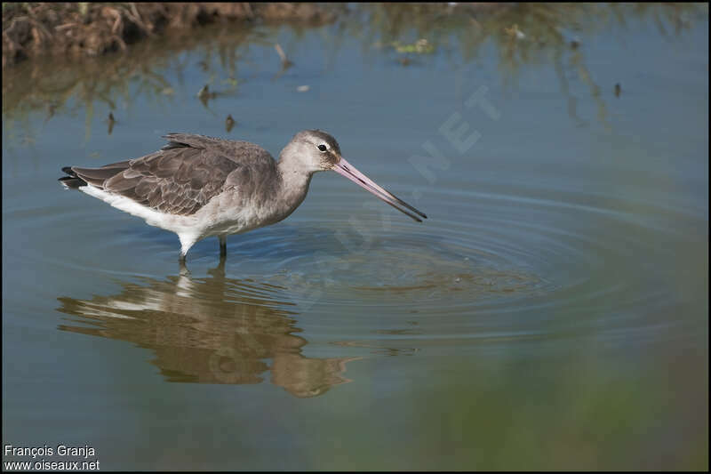 Black-tailed Godwitadult post breeding, identification