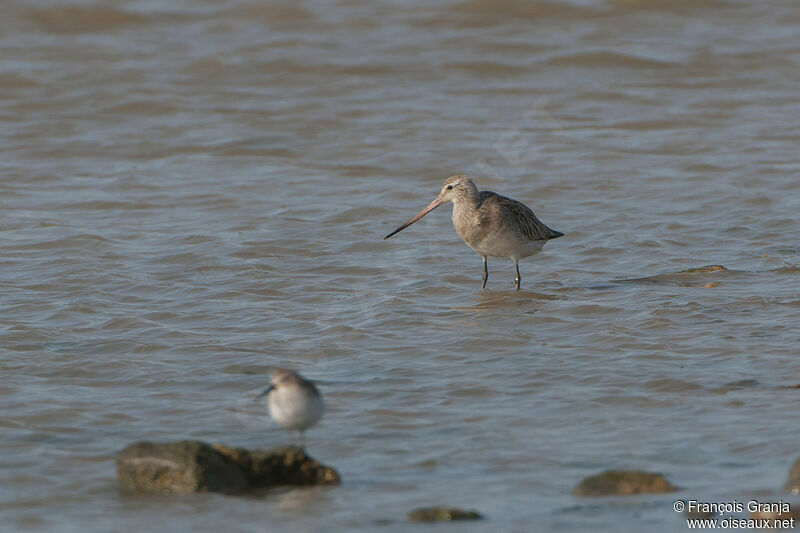 Bar-tailed Godwitadult