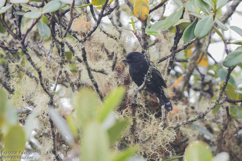 Batara bleuâtre mâle adulte, habitat