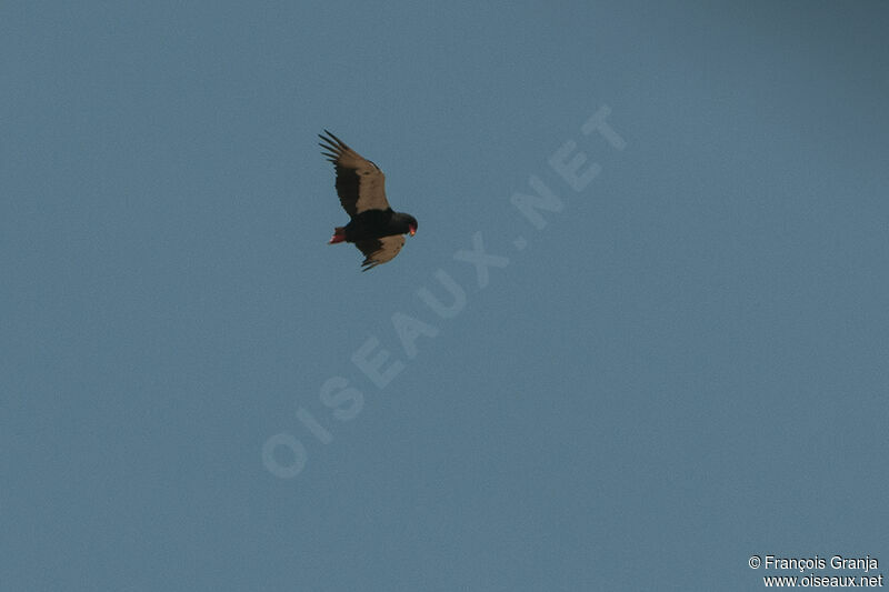 Bateleur des savanesadulte