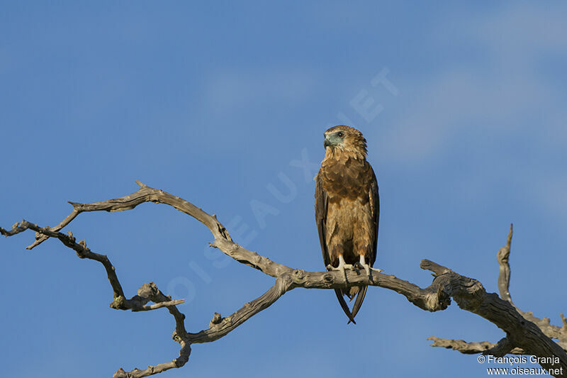 Bateleur des savanesimmature