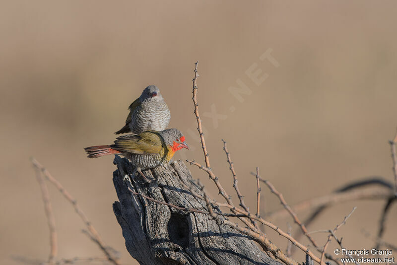 Green-winged Pytiliaadult