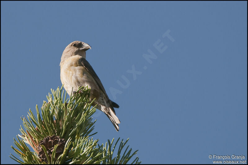 Red Crossbill female adult