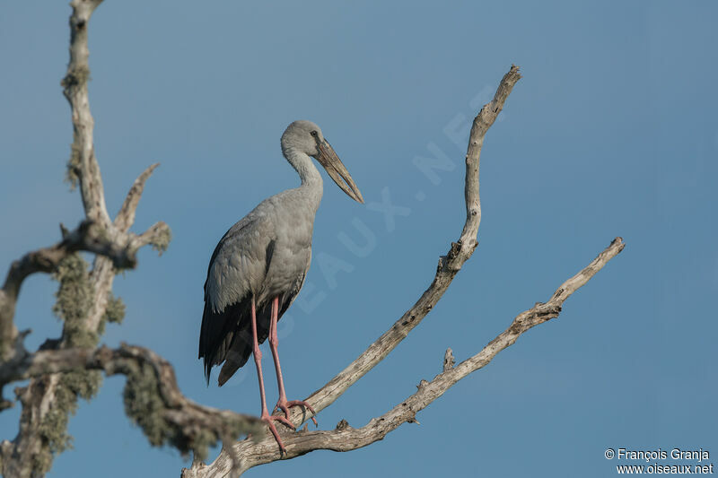 Asian Openbill