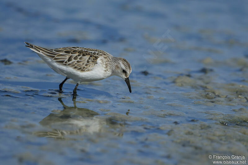 Little Stint