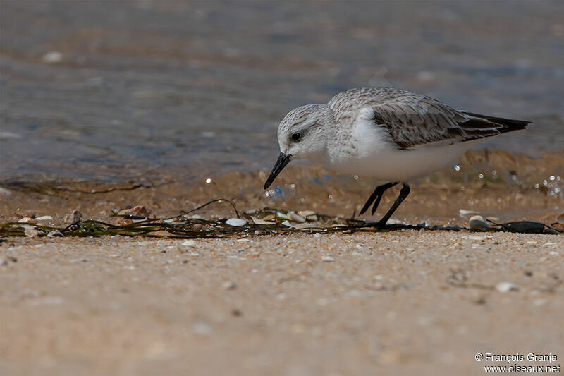 Sanderling