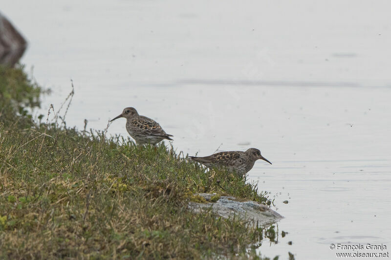 Purple Sandpiper