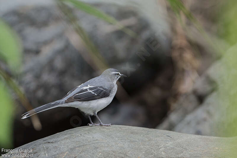 Mountain Wagtailimmature, identification