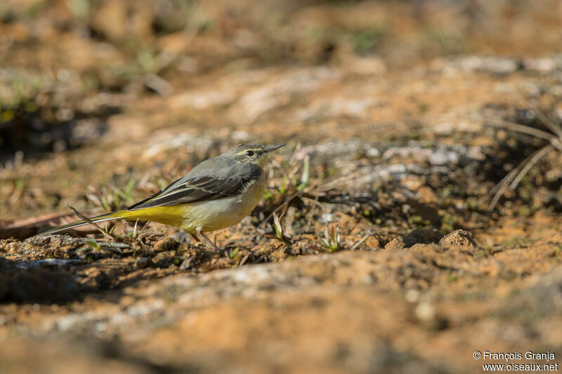 Grey Wagtail