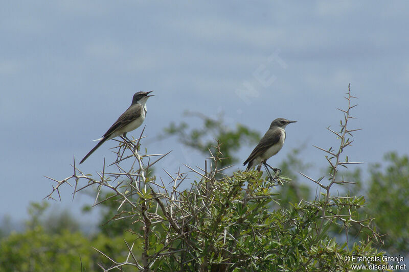 Cape Wagtail adult