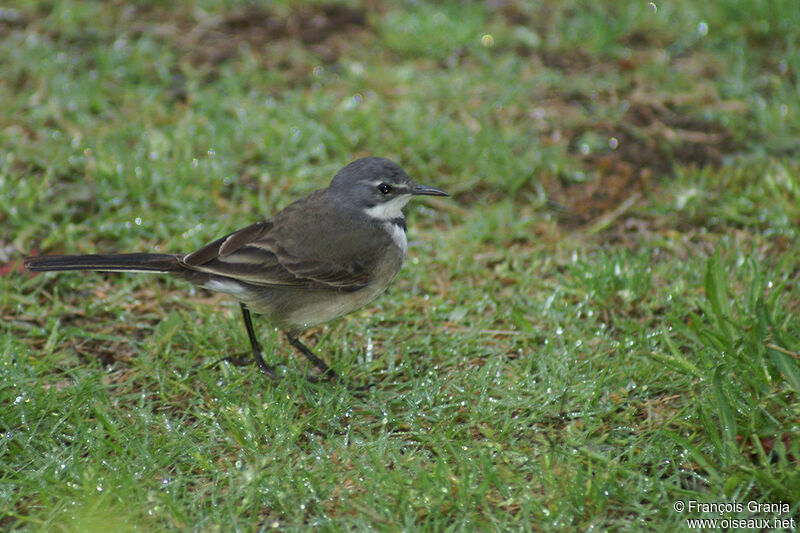 Cape Wagtailadult