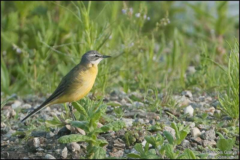 Western Yellow Wagtailadult